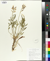 Oxytropis lambertii var. bigelovii image