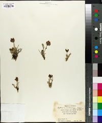 Oxytropis podocarpa image