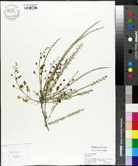 Parkinsonia aculeata image