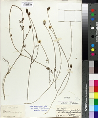 Petalostemon gracile image