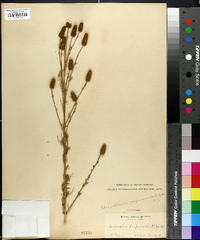 Kuhnistera purpurea image