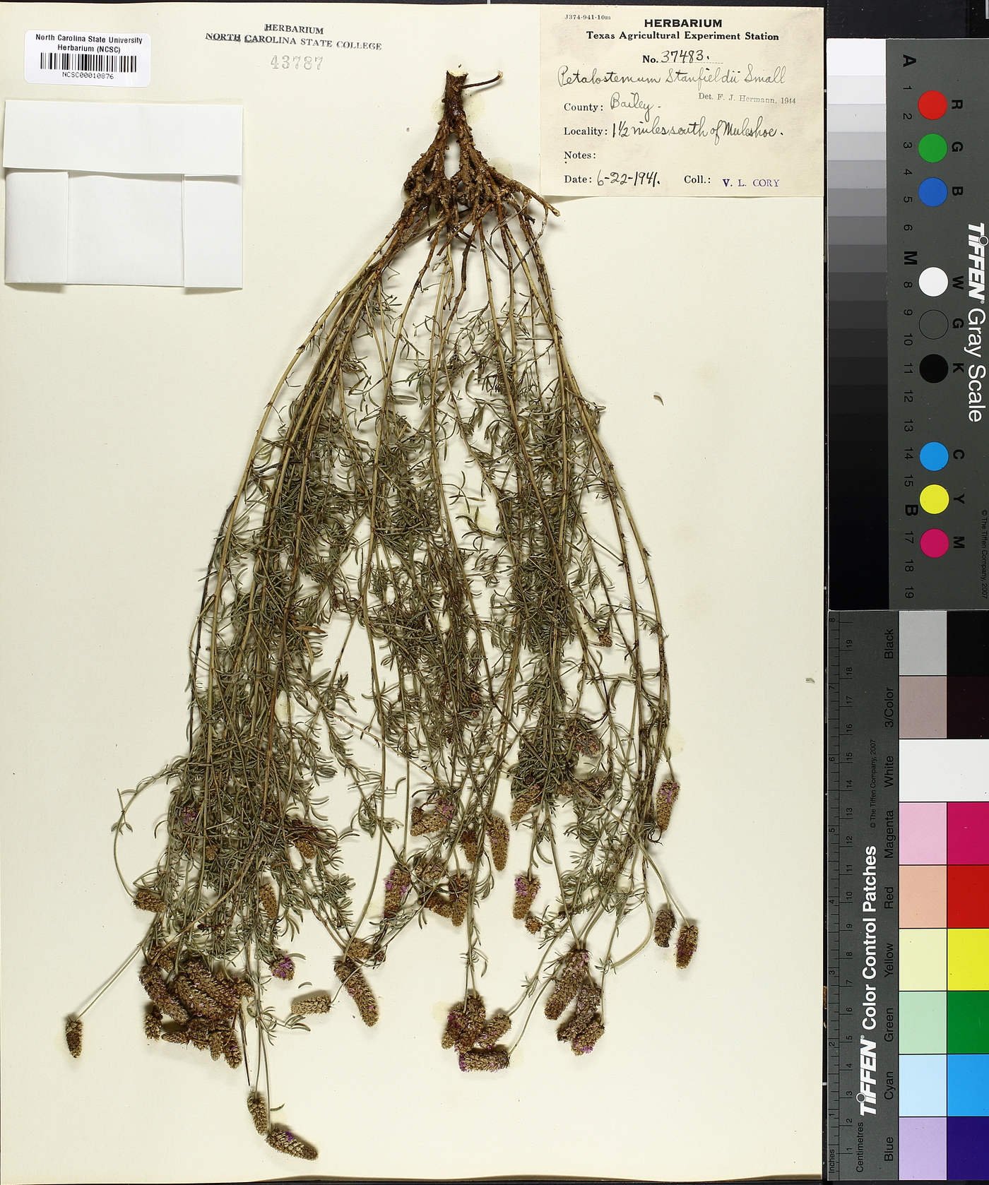 Dalea tenuis image