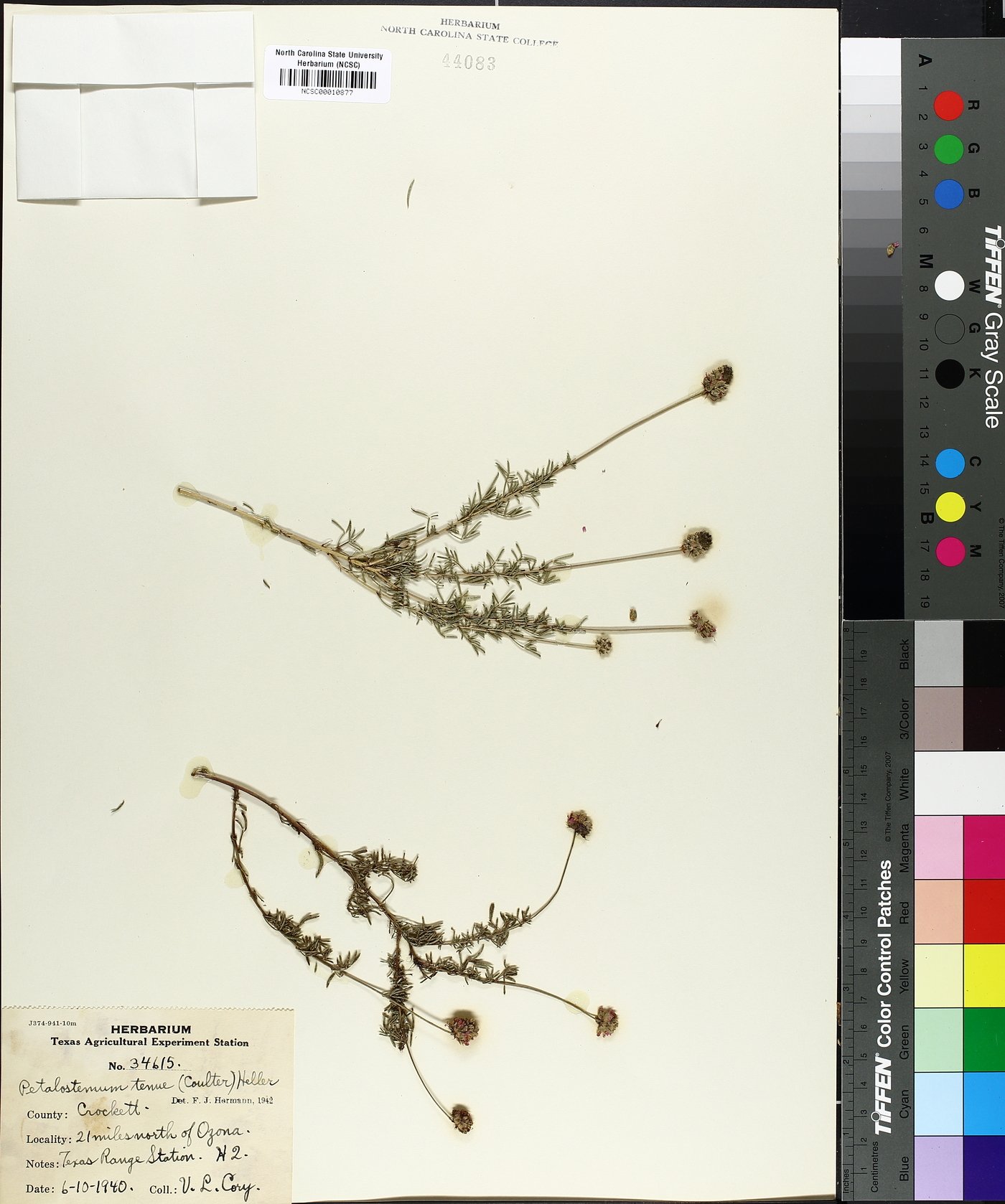 Dalea tenuis image