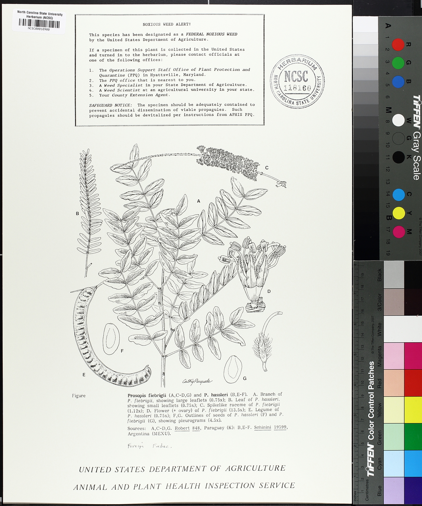 Prosopis fiebrigii image