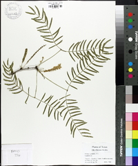 Prosopis glandulosa image