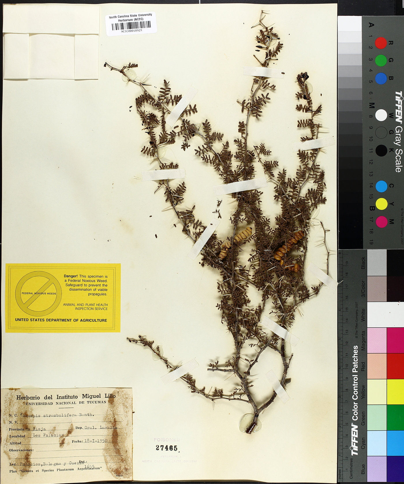 Prosopis strombulifera image