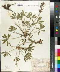 Psoralea subacaulis image