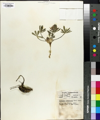 Psoralea subacaulis image