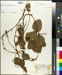 Rhynchosia latifolia image