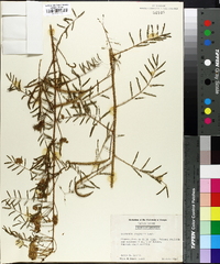 Media resource of Schrankia chapmanii
