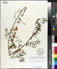 Mimosa microphylla image