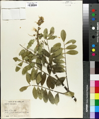 Sophora tomentosa image