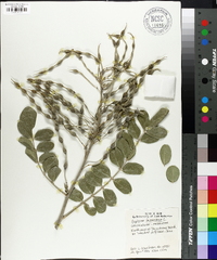 Sophora tomentosa image