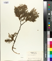 Thuja occidentalis image