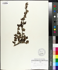 Cercocarpus montanus var. glaber image