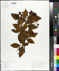 Cotoneaster salicifolius image