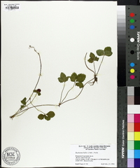 Potentilla indica image