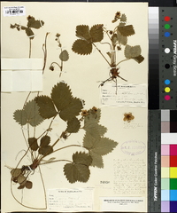 Fragaria vesca image