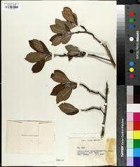 Media resource of Hesperomeles escalloniifolia