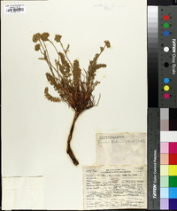 Ivesia gordonii image