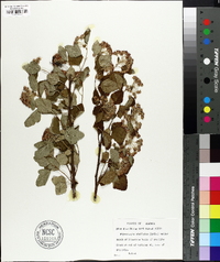 Physocarpus stellatus image