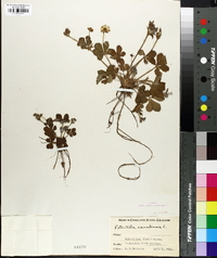 Potentilla canadensis image