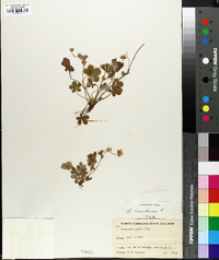 Potentilla canadensis image