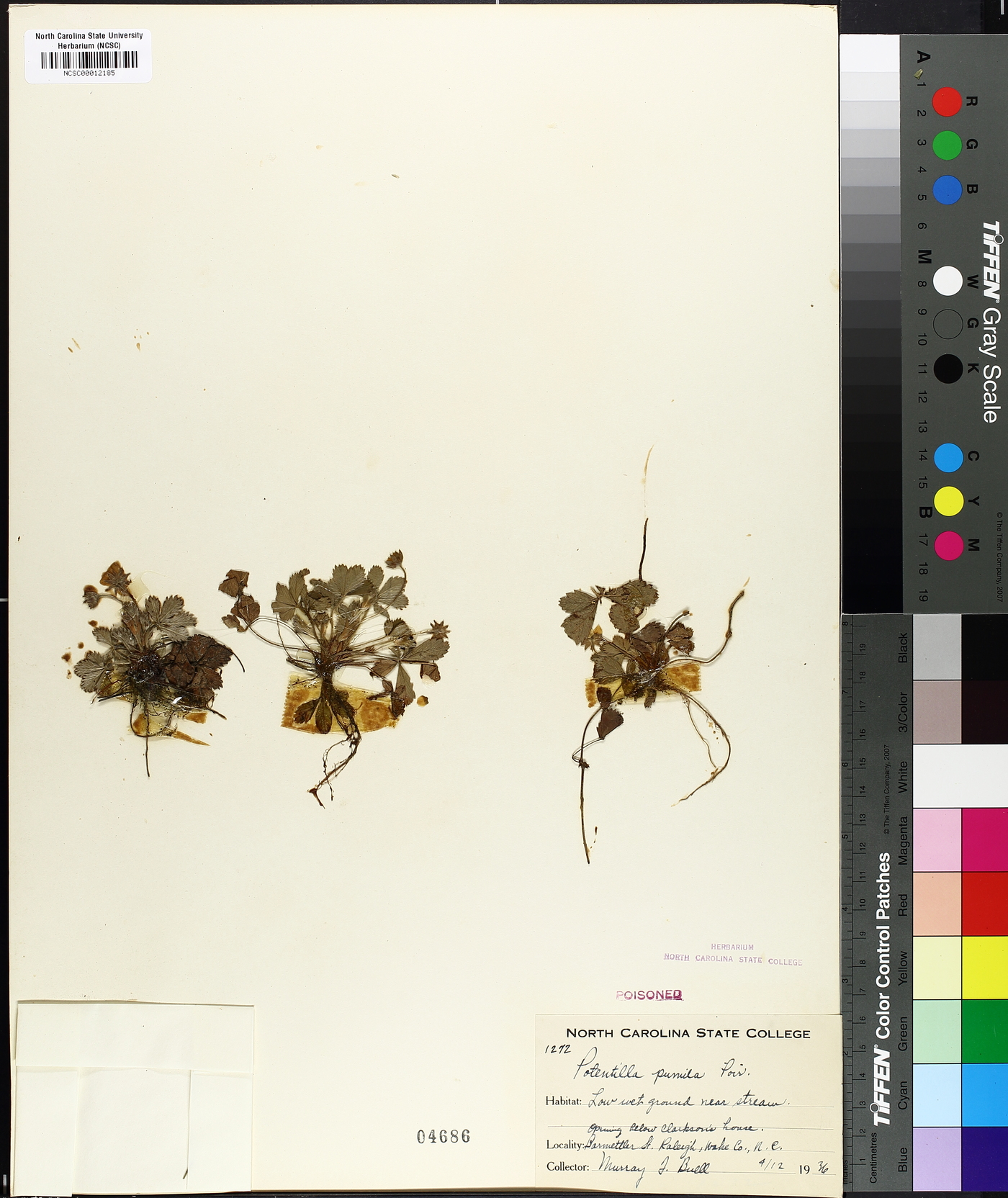 Potentilla pumila image