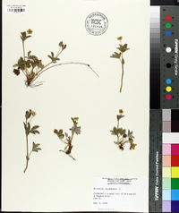 Potentilla canadensis image