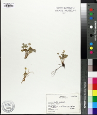 Potentilla canadensis image