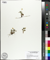 Potentilla canadensis image