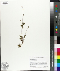 Potentilla canadensis image