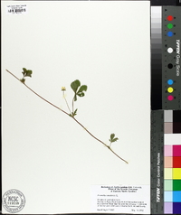 Potentilla canadensis image