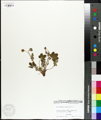 Potentilla canadensis image