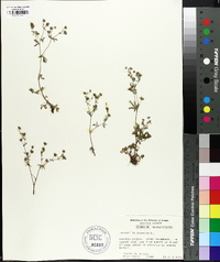 Potentilla argentea image