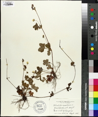 Potentilla canadensis image