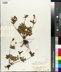 Potentilla canadensis image