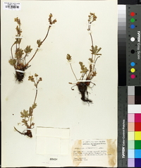 Potentilla diversifolia image