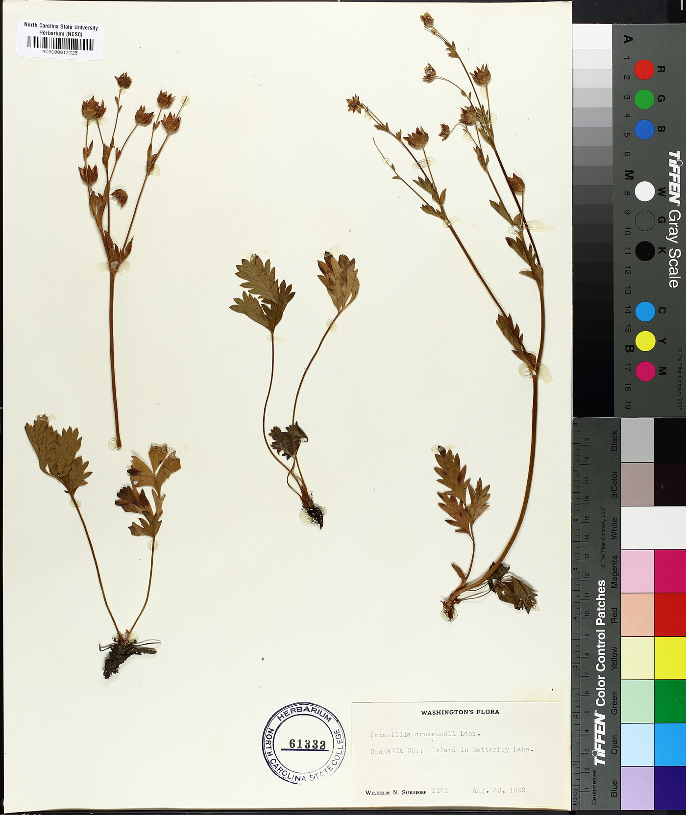 Potentilla drummondii image