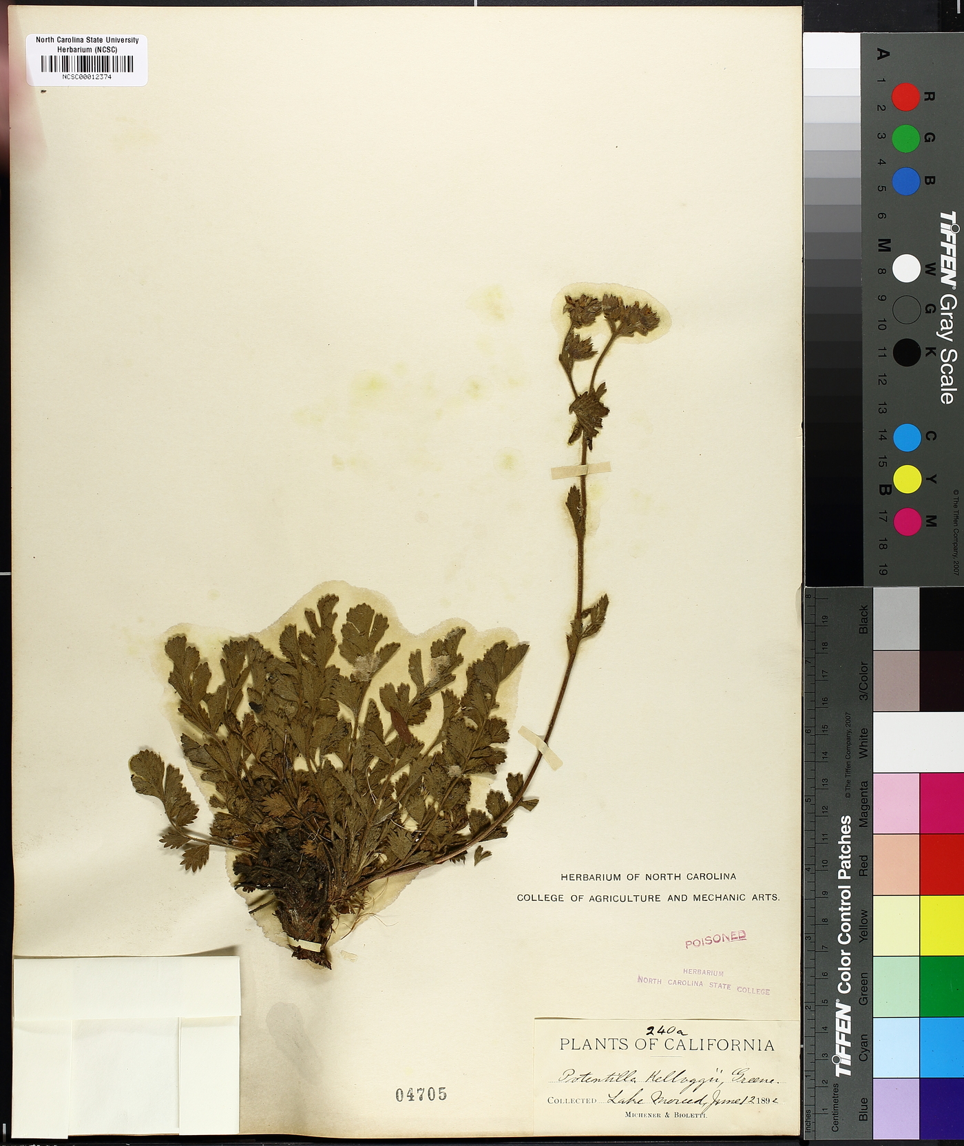 Horkelia cuneata var. sericea image