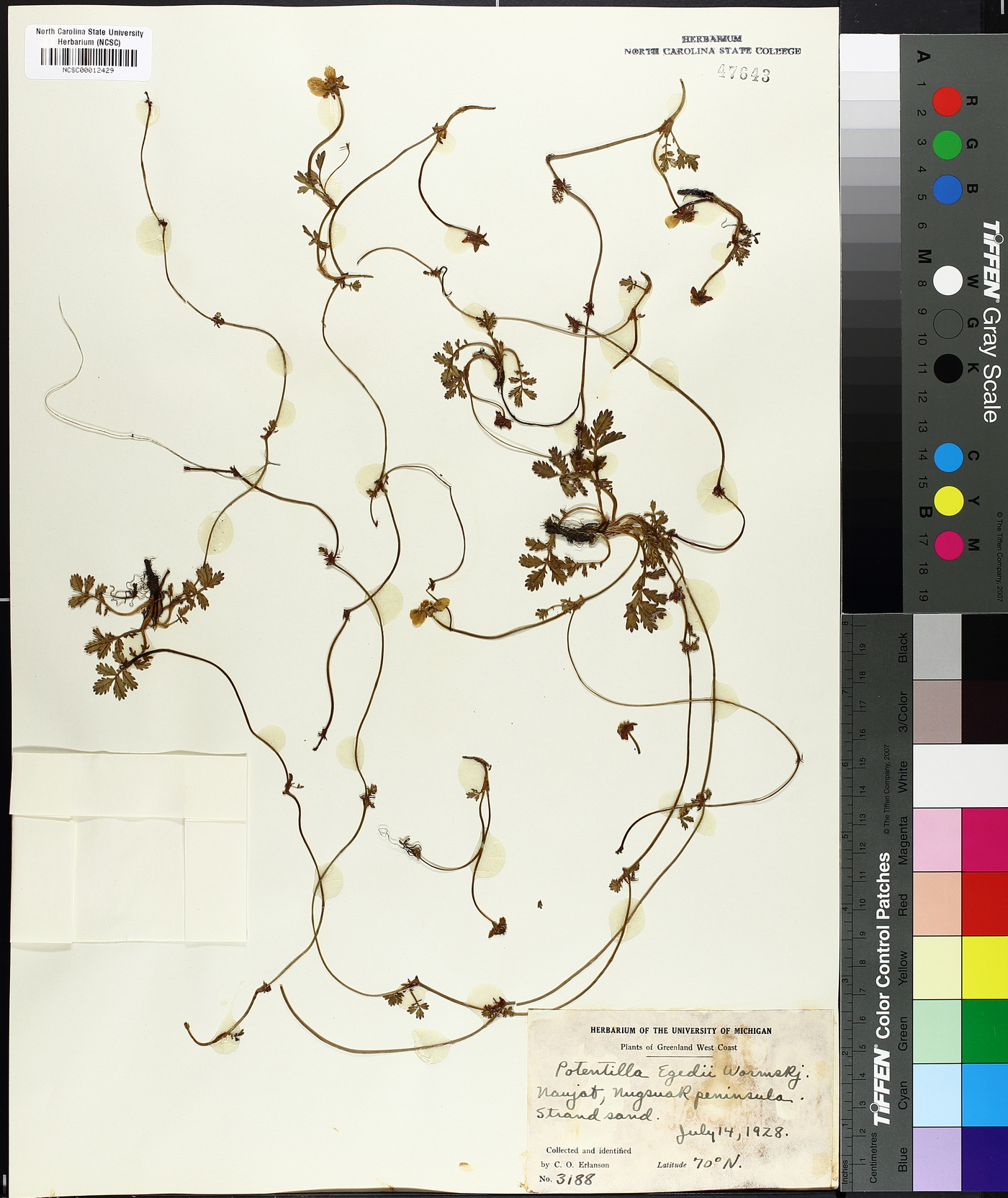 Potentilla egedii image