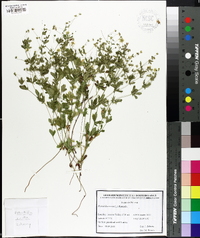 Potentilla erecta image