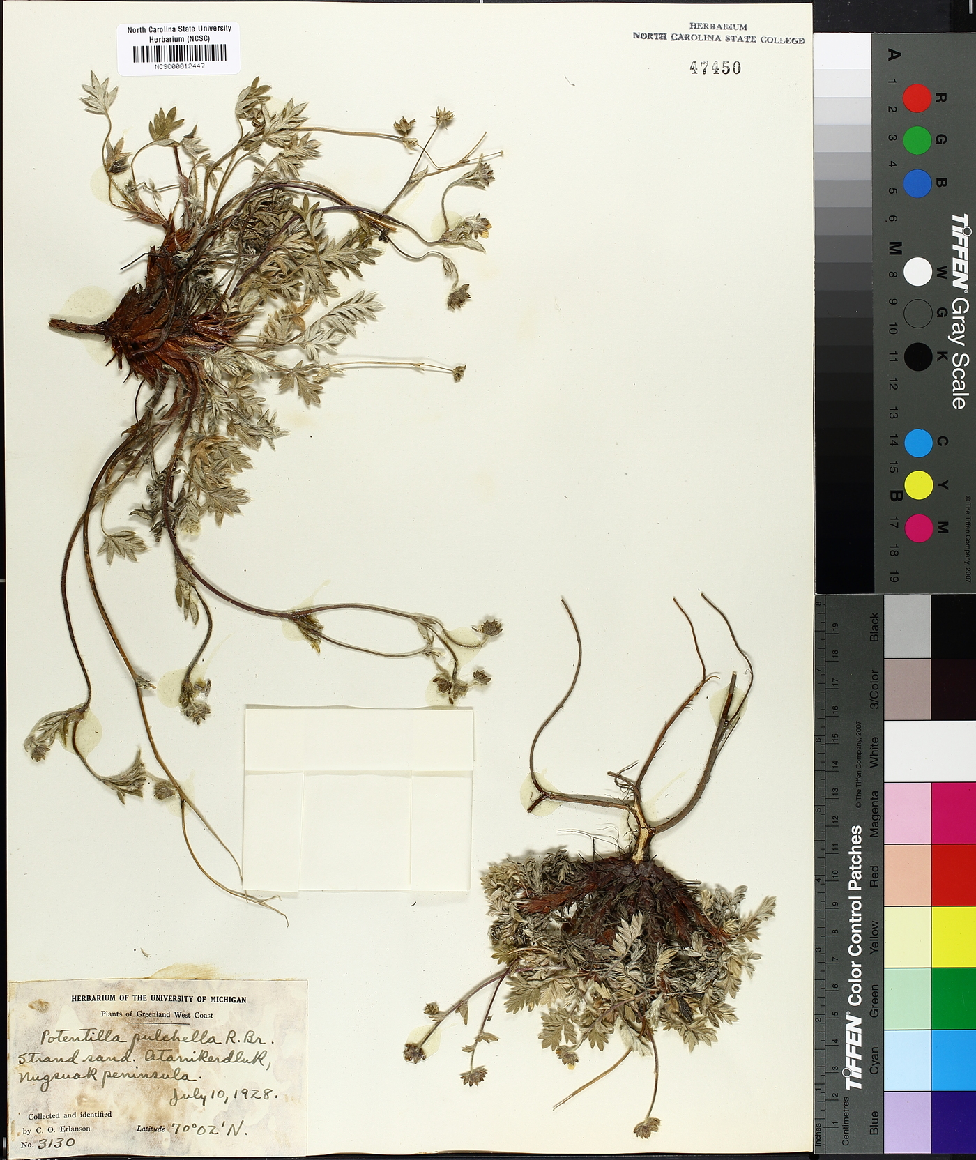 Potentilla pulchella image