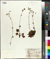 Potentilla ranunculoides image