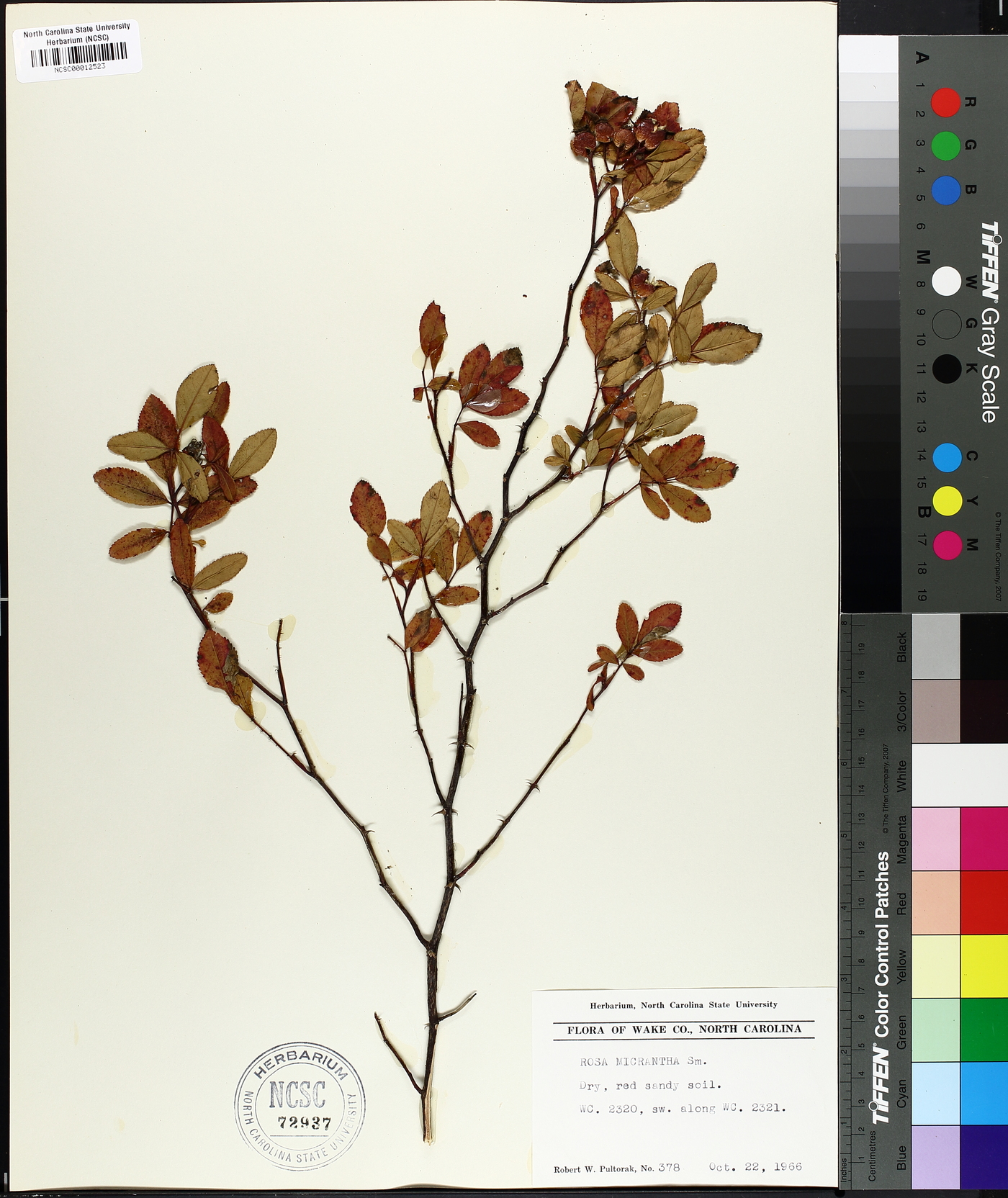 Rosa micrantha image