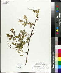 Rosa multiflora image