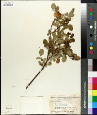 Rosa virginiana image