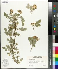 Rosa multiflora image