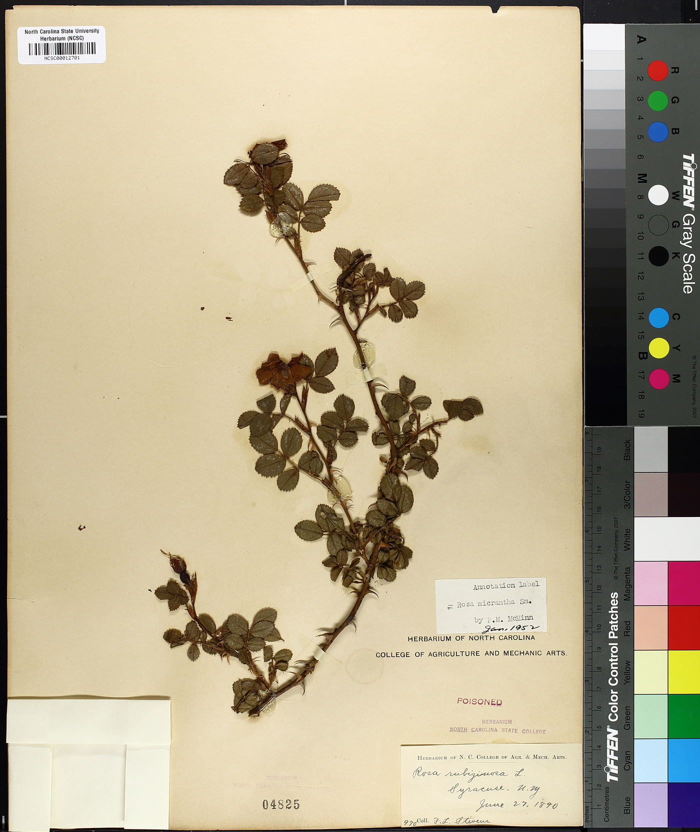 Rosa micrantha image