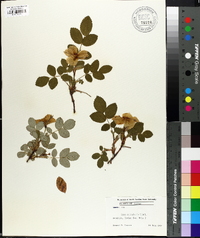 Rosa acicularis image